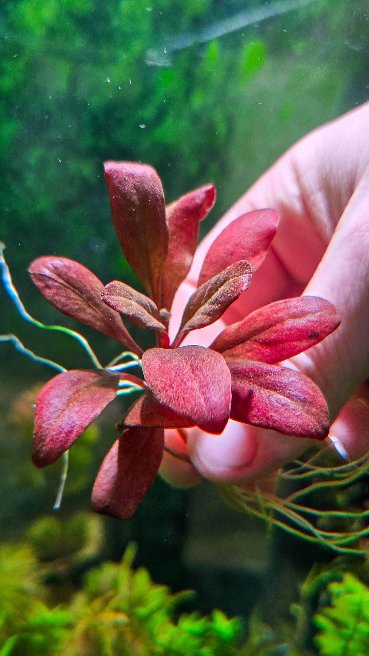 Samolus parviflorus 'red'