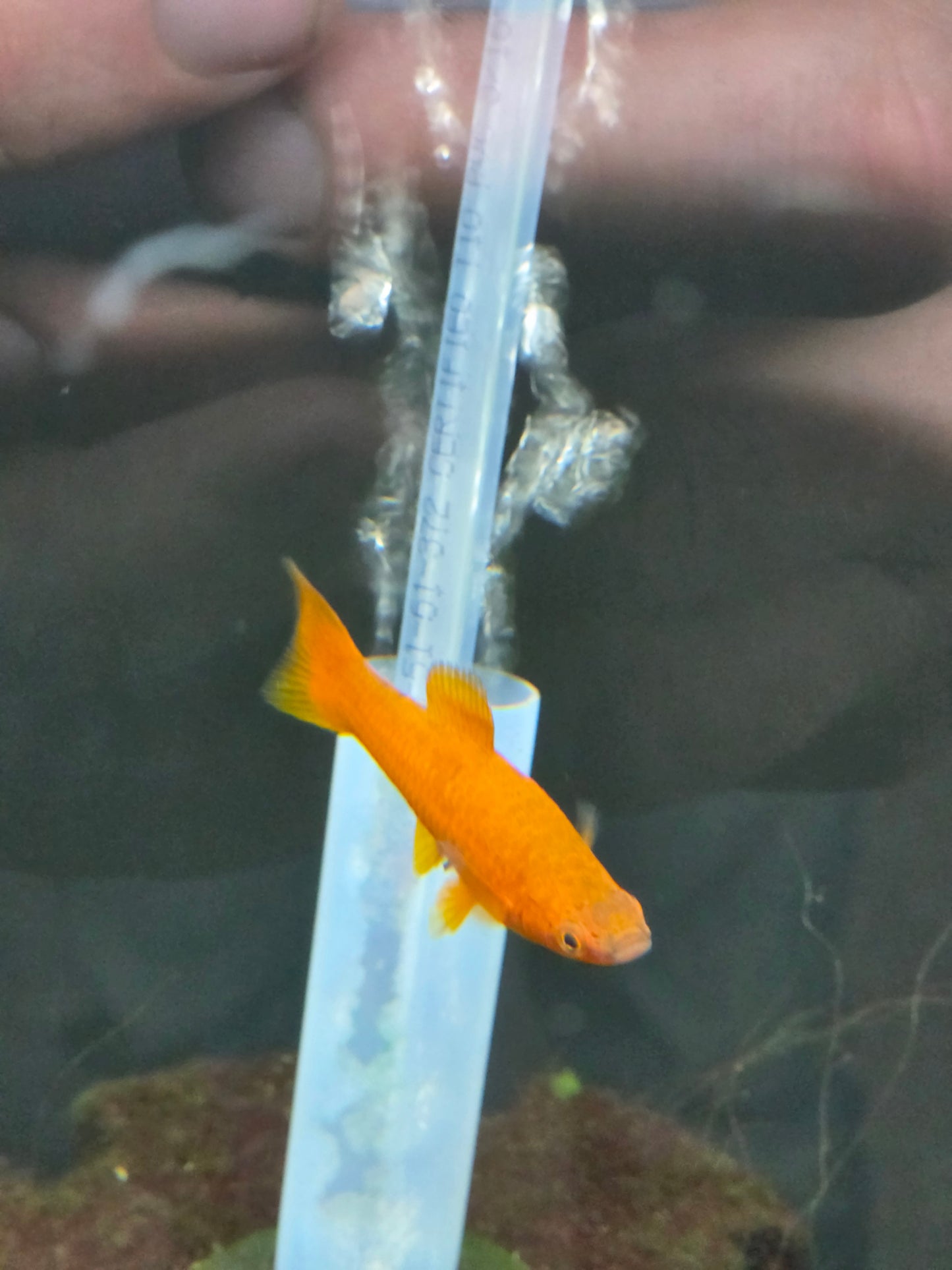 Red velvet swordtail