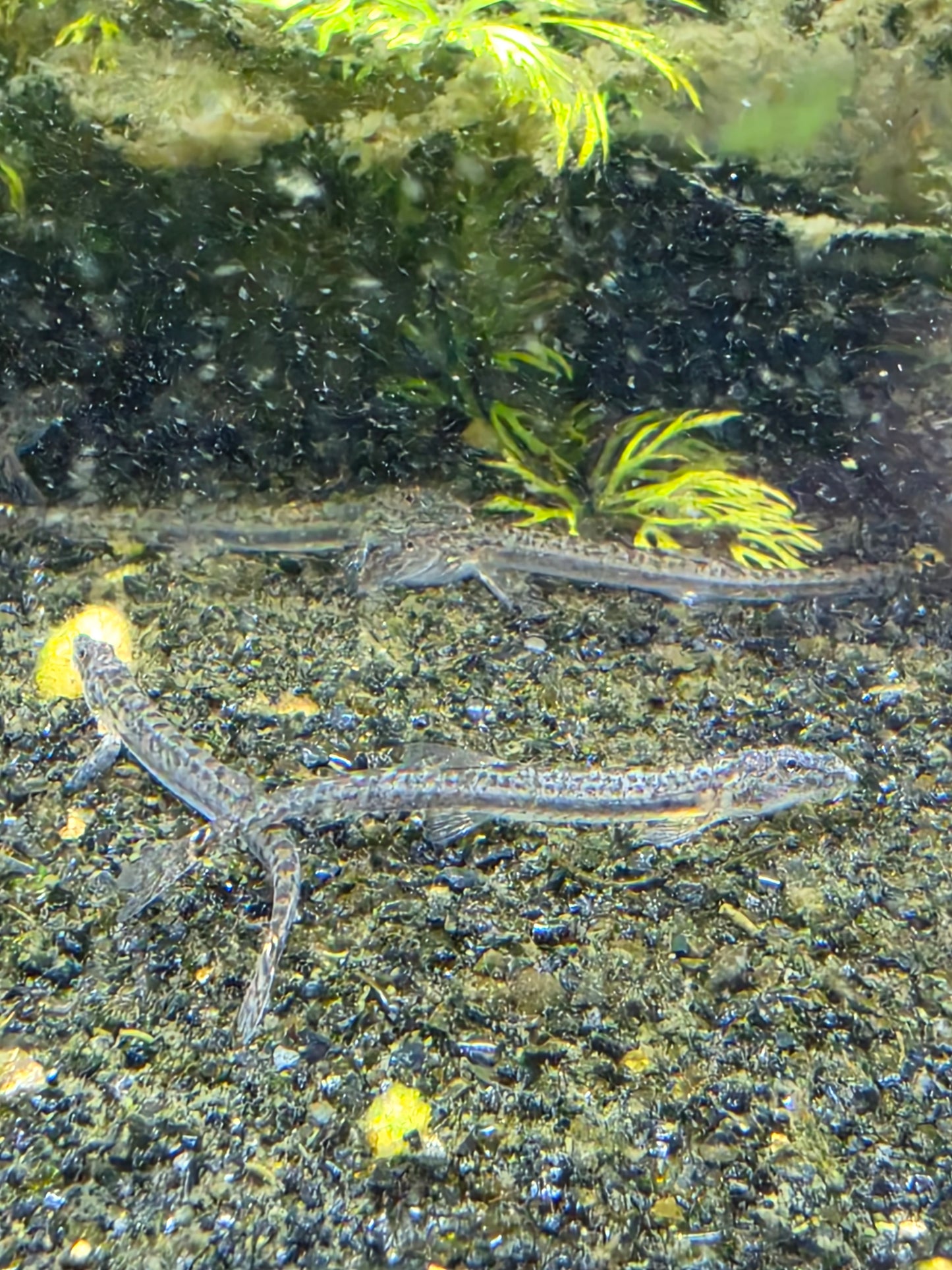 Horseface loach