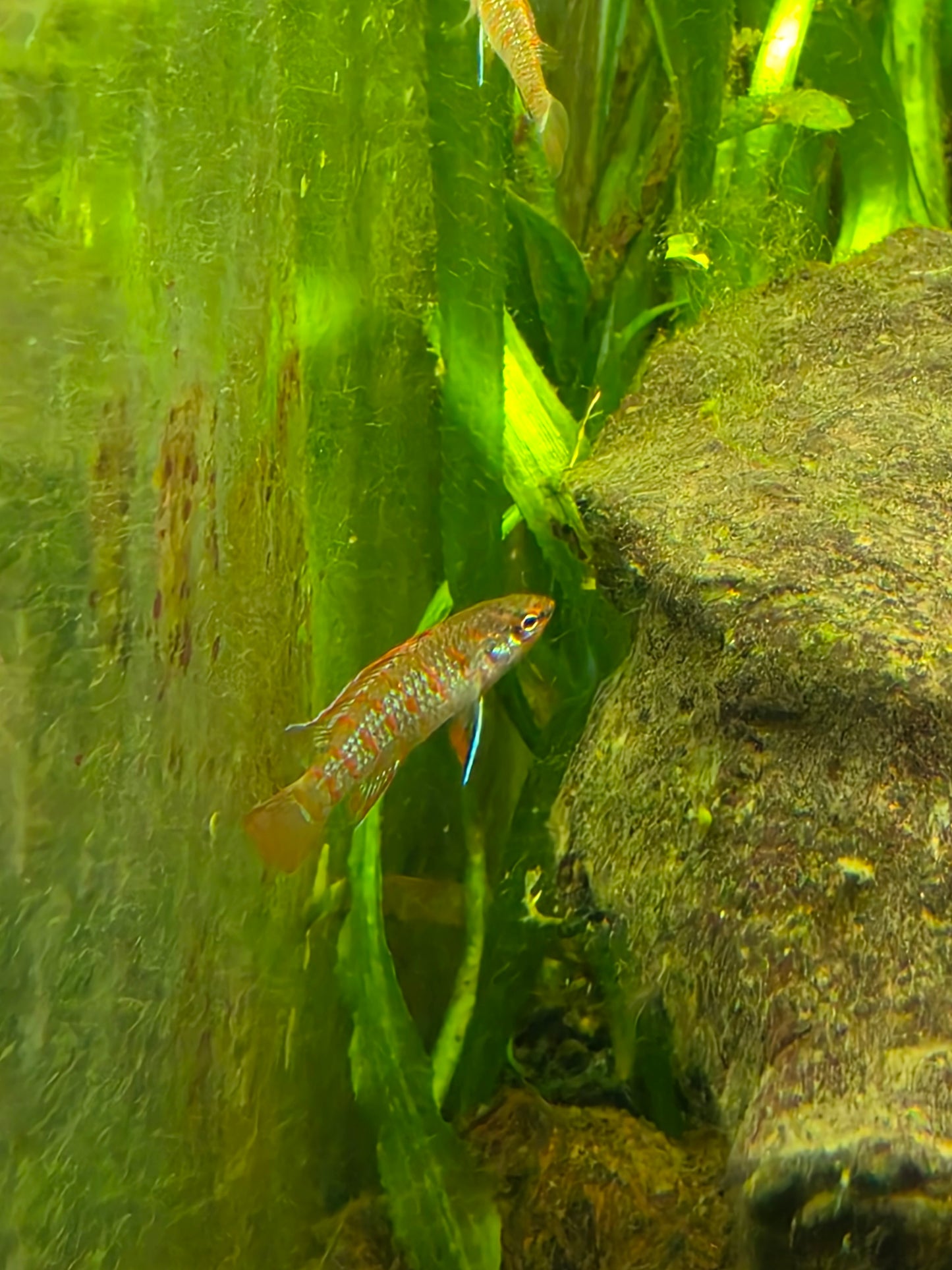 Scarlet badis