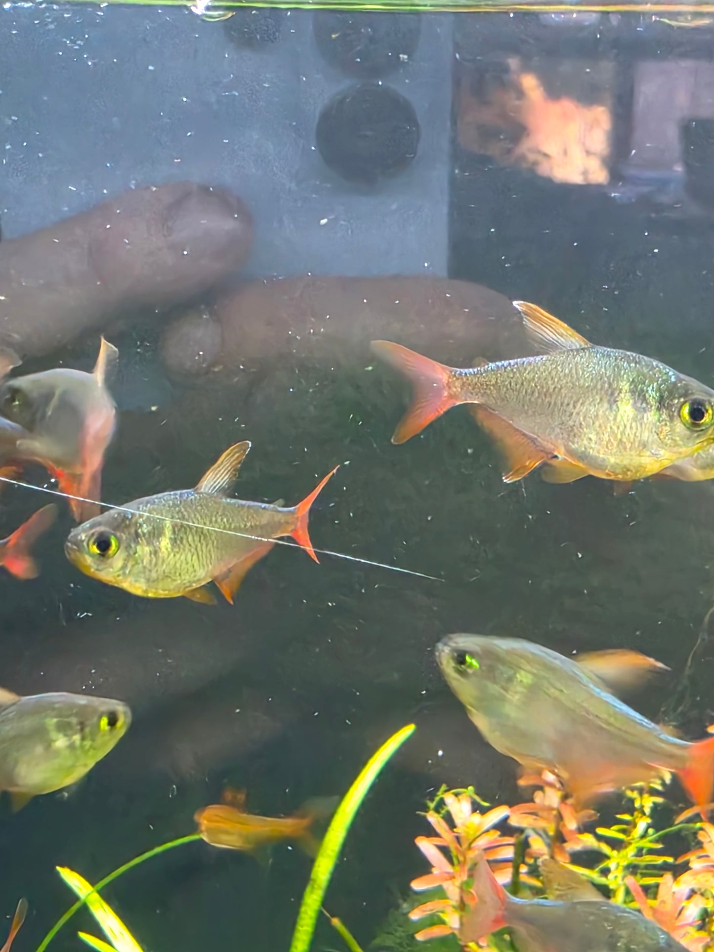 Red & blue Colombian tetra