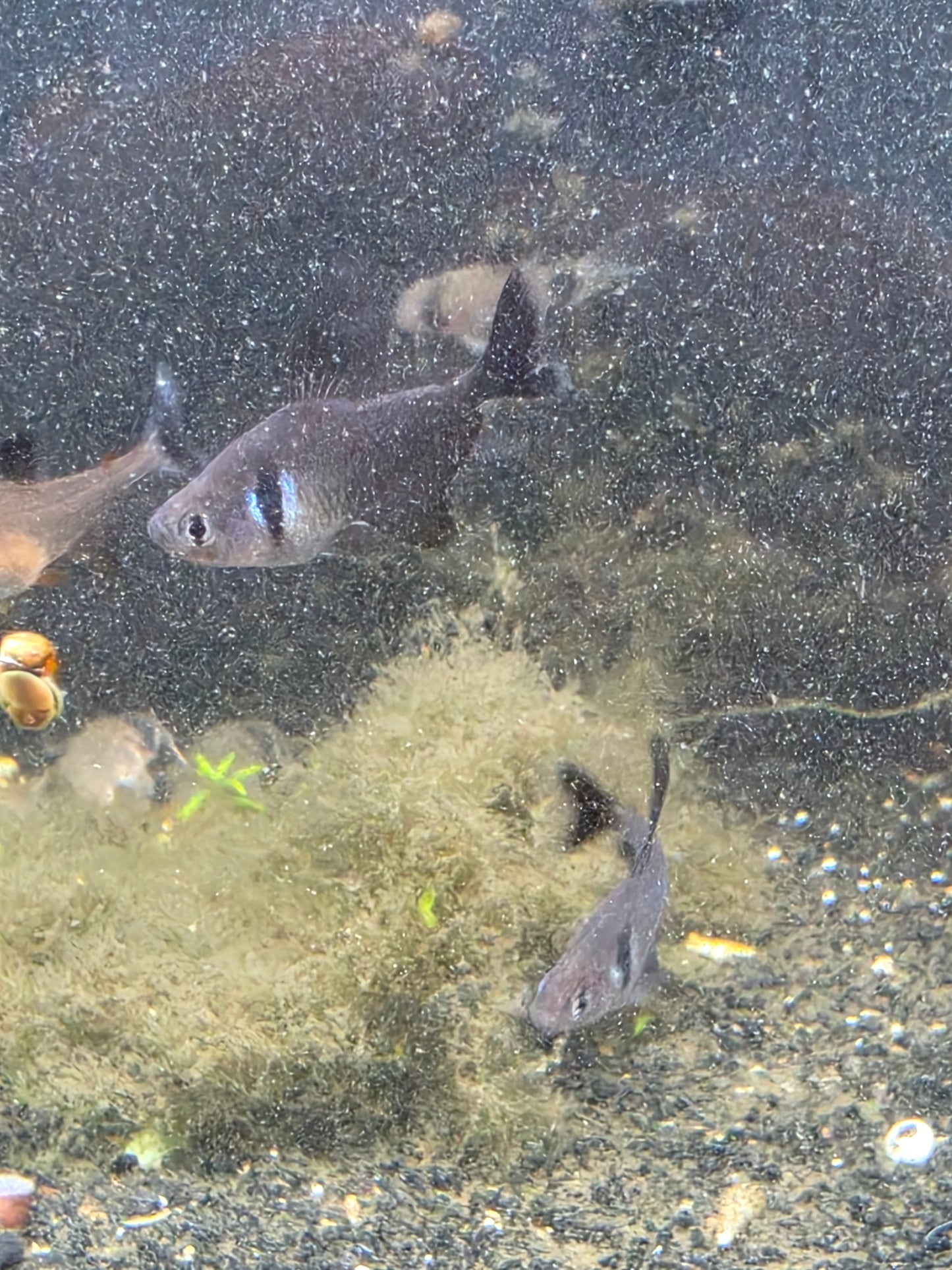 Black phantom tetra
