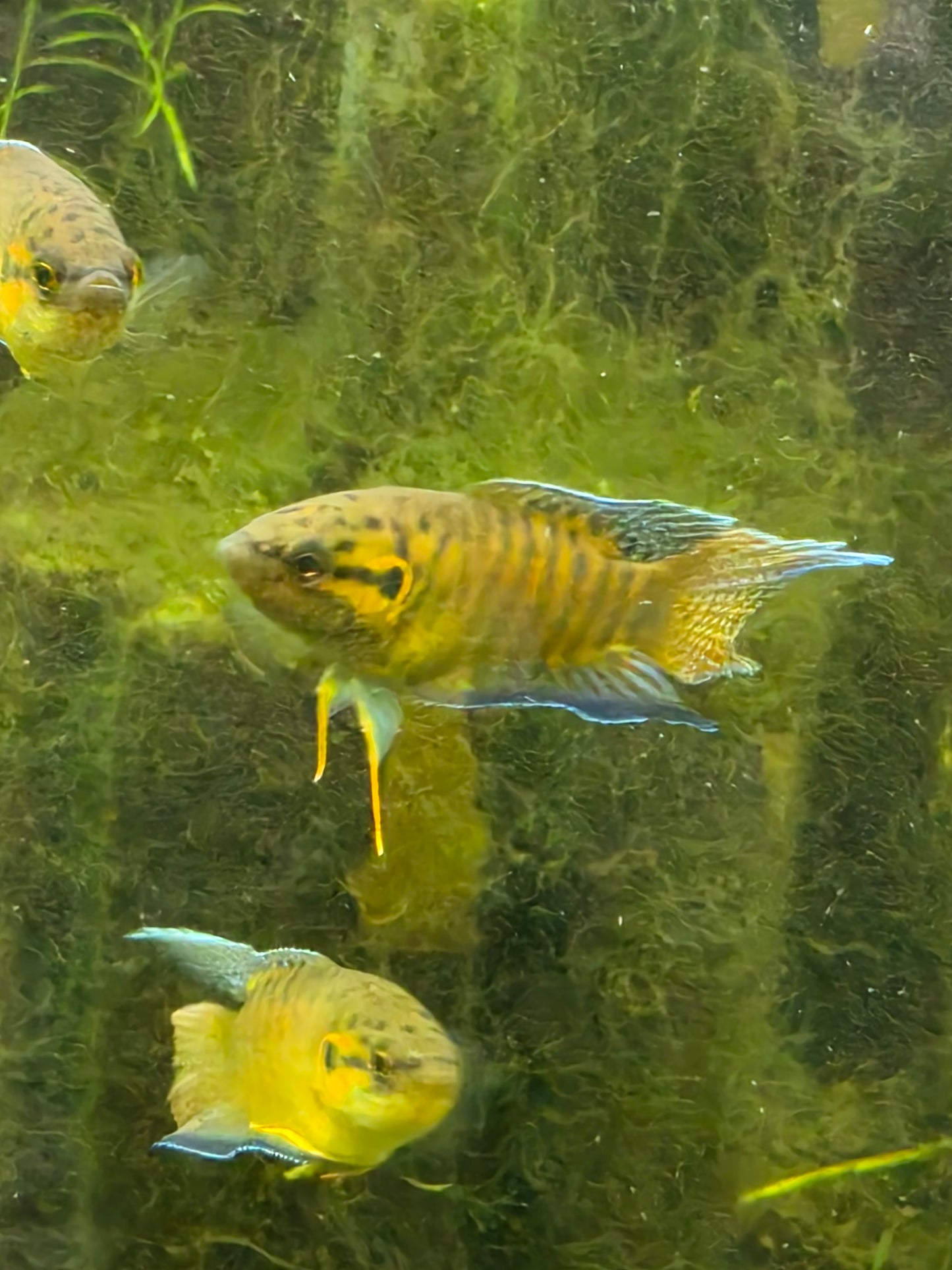 Paradise gourami