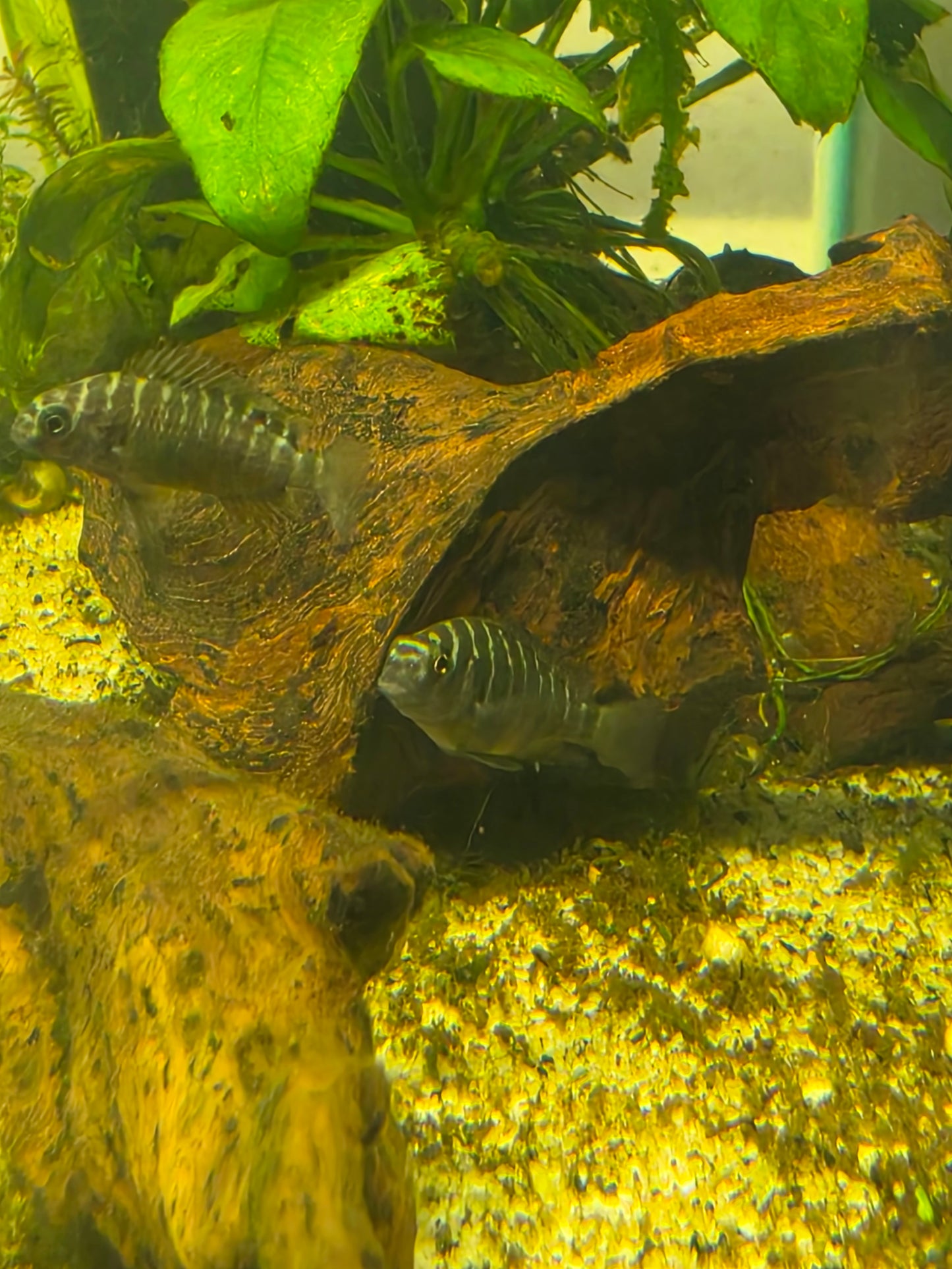 Tropheus Moorii 'firecracker'
