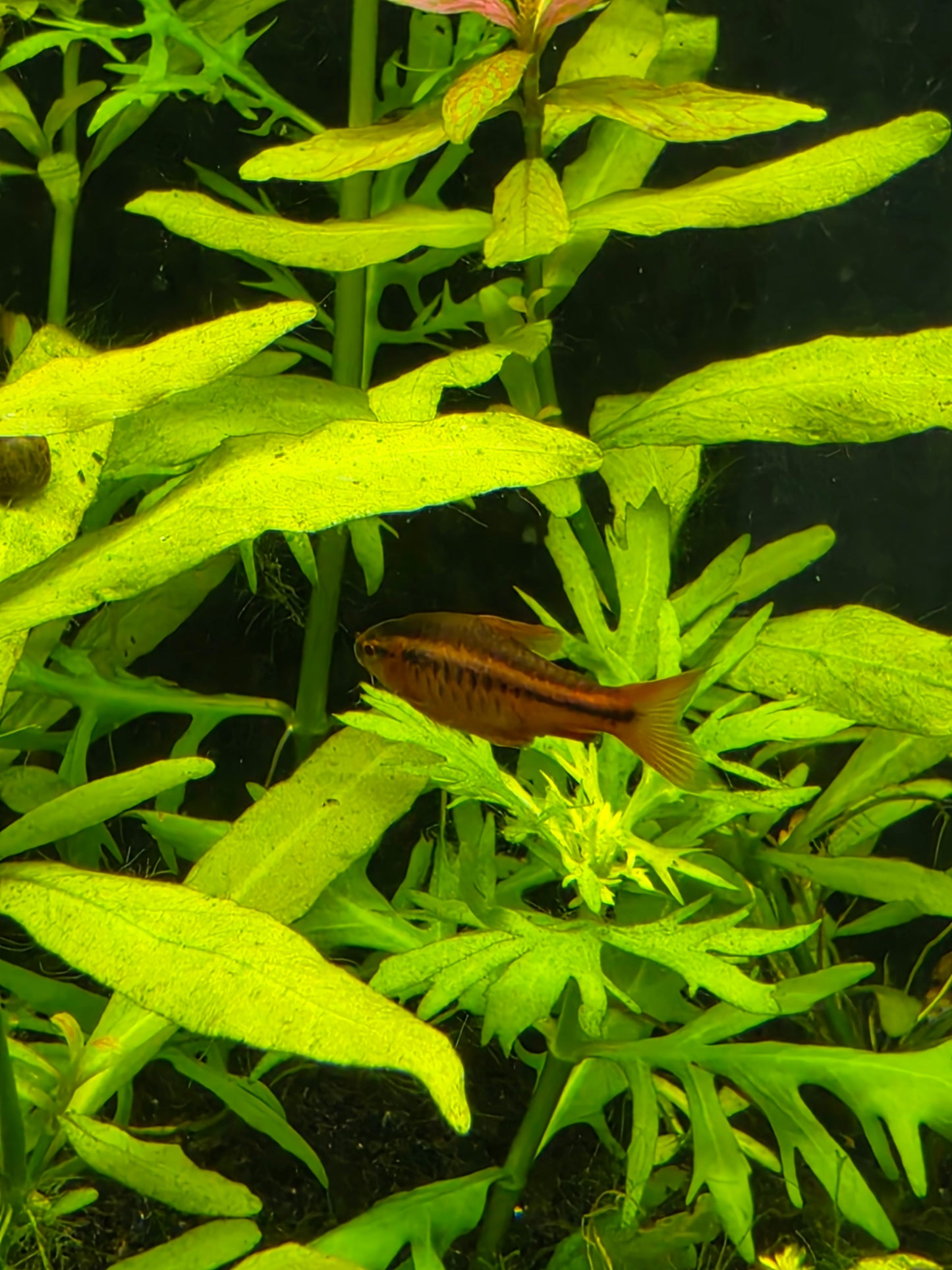 Cherry barb