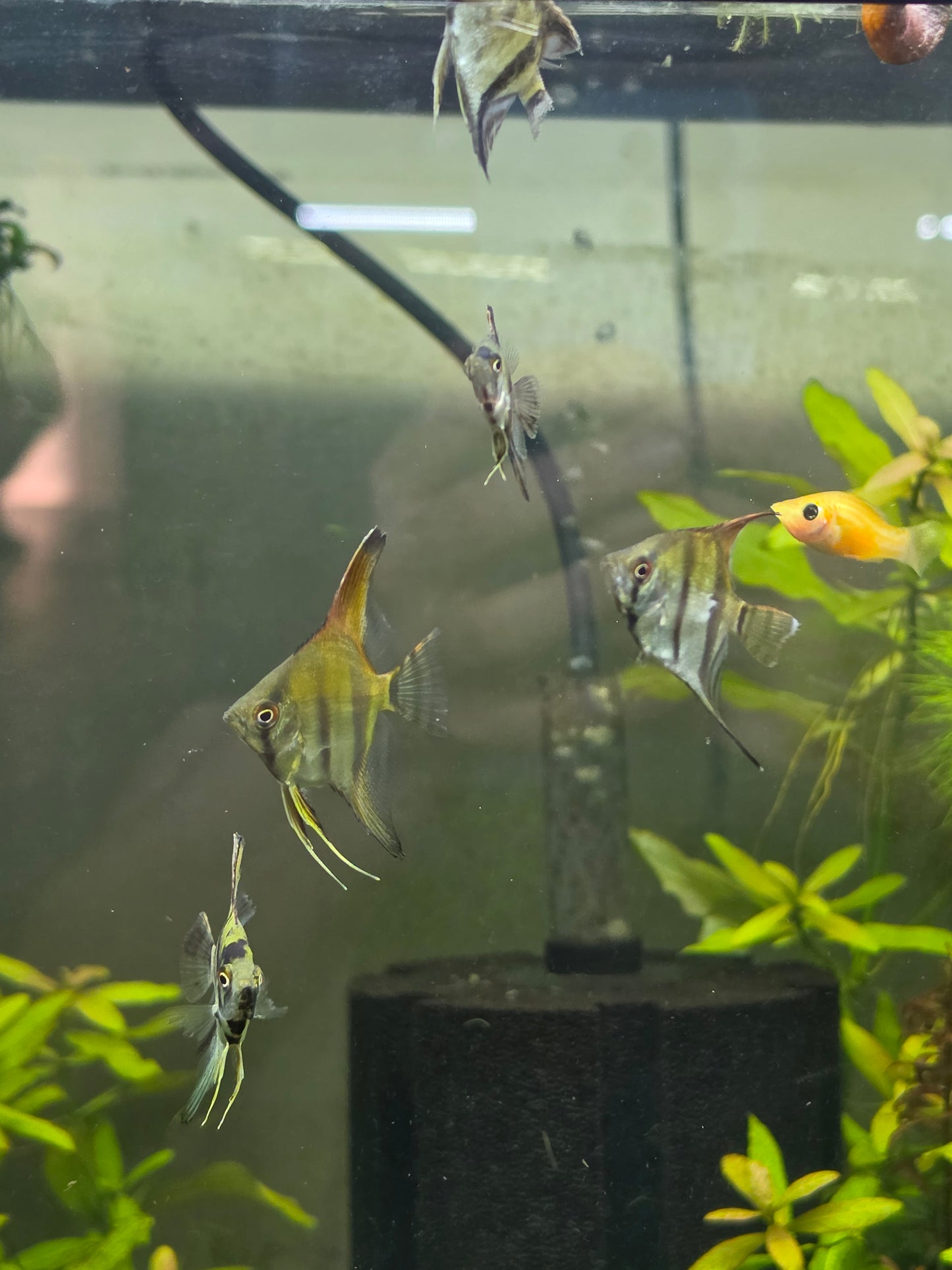 Assorted angelfish - small