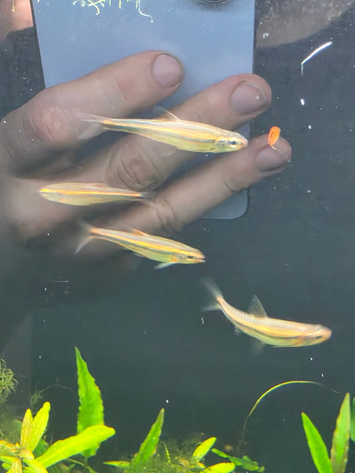 Rainbow shiner