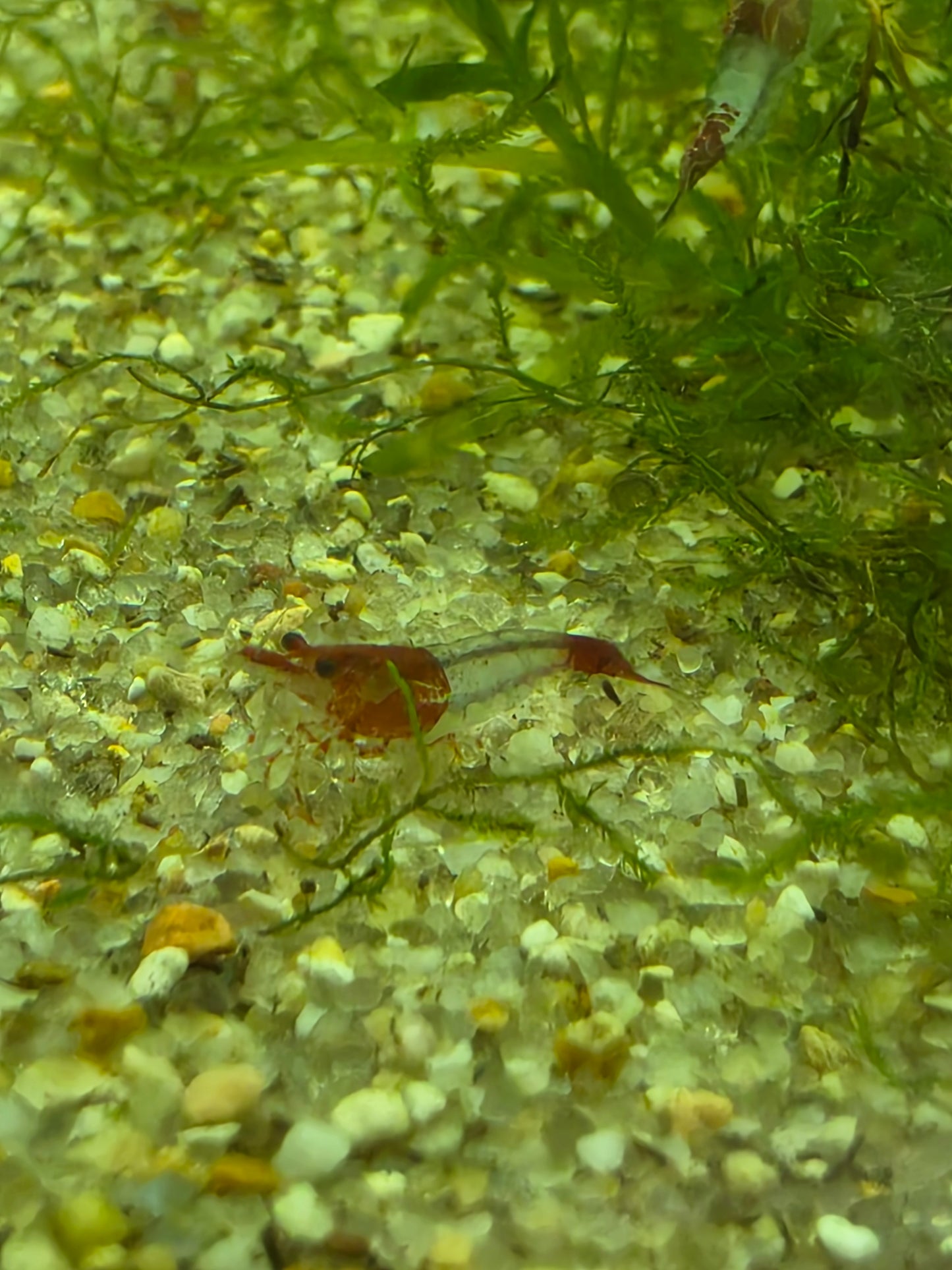 Red rili neocaridina