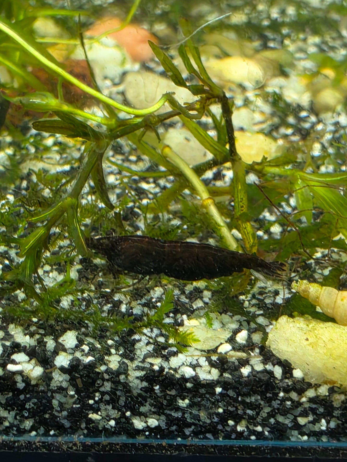 Black rose neocaridina