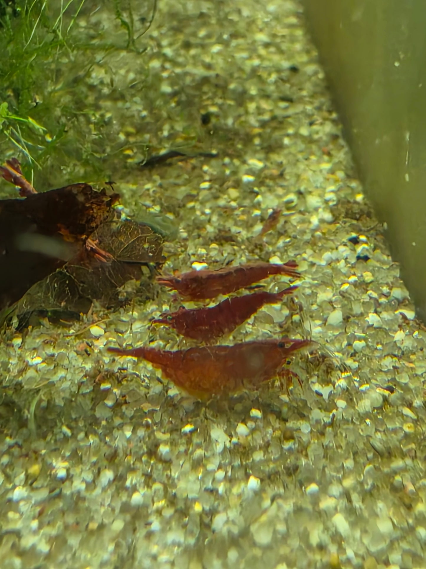 Red cherry neocaridina