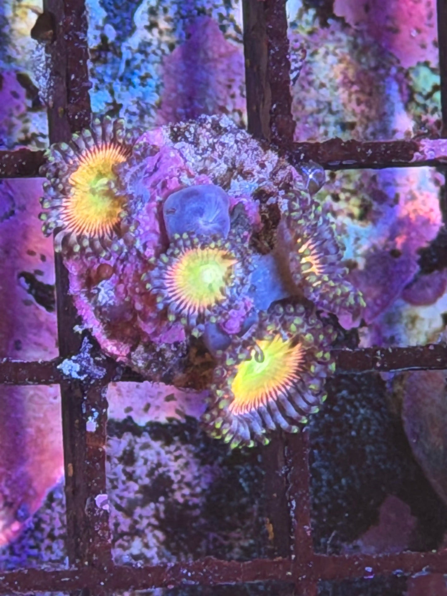 Alien Infero Paly