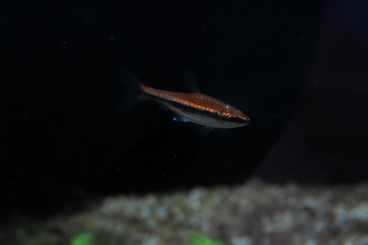 Beckford’s Pencilfish