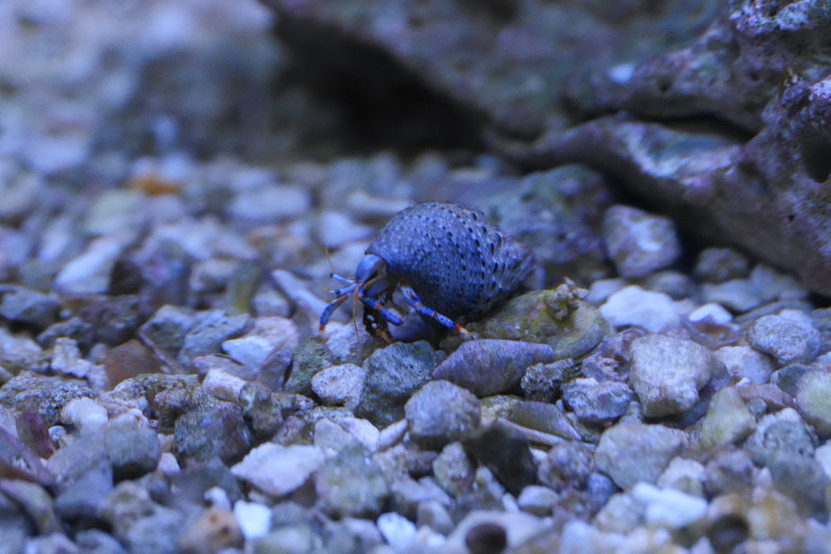 Blue Leg Hermit Crab