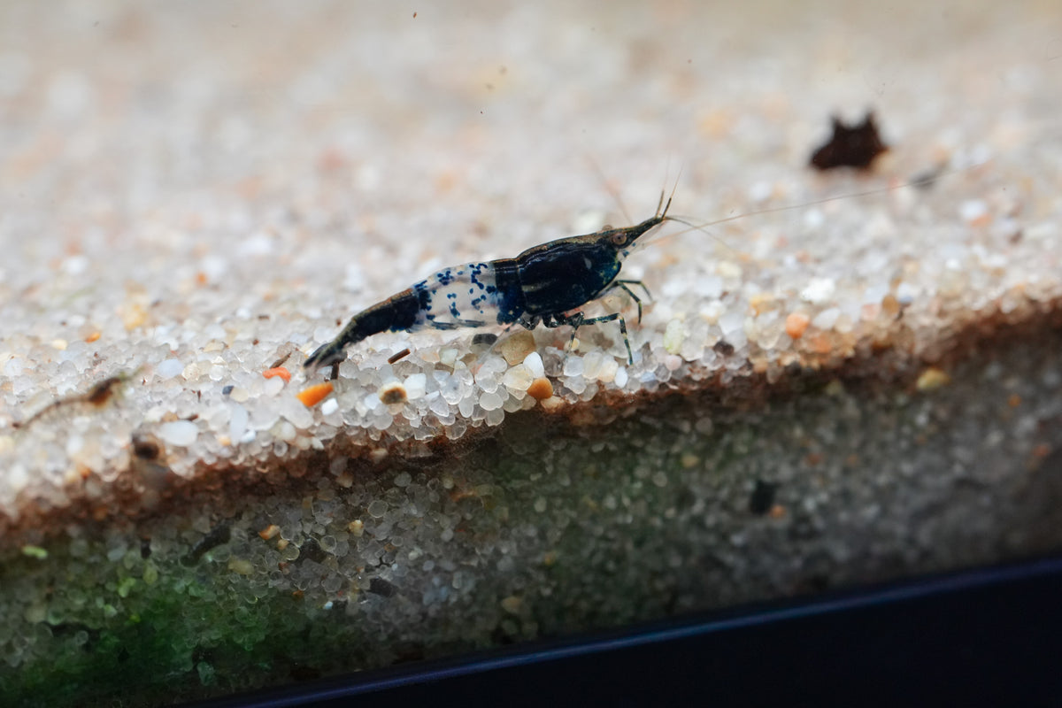 Carbon Rili Shrimp