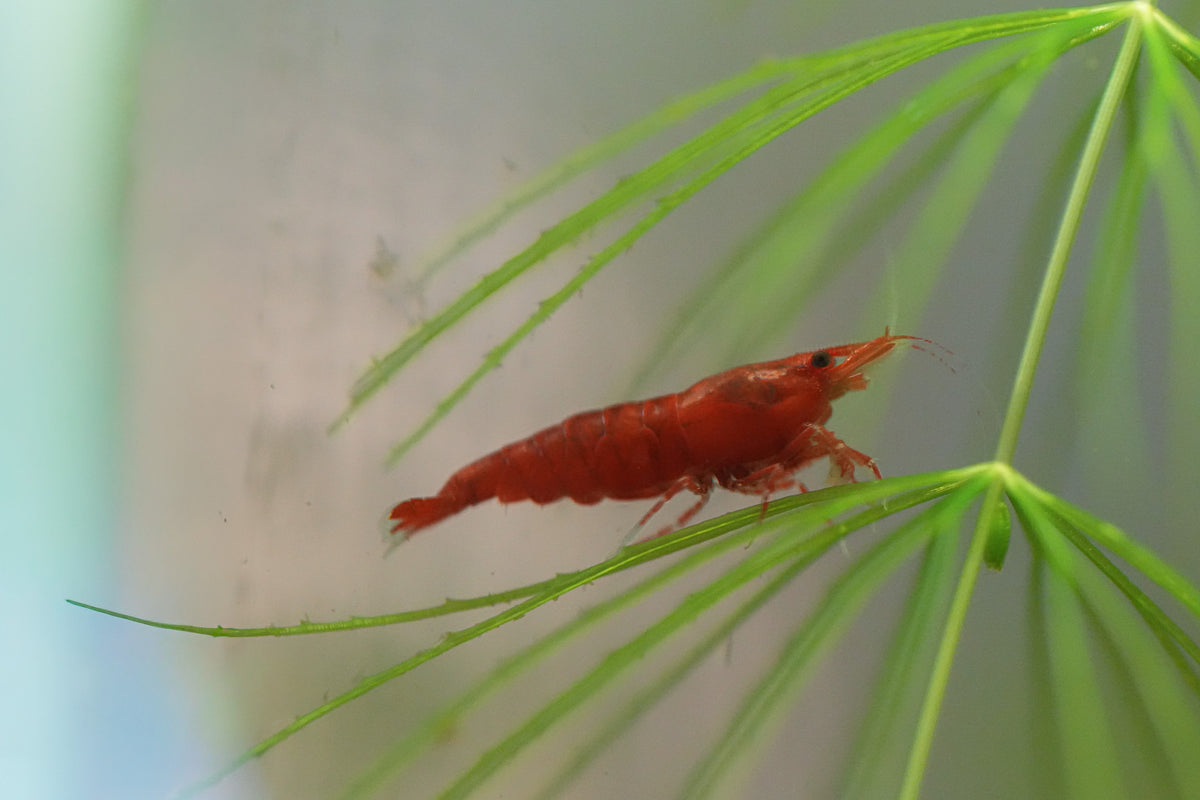 Red Cherry Shrimp