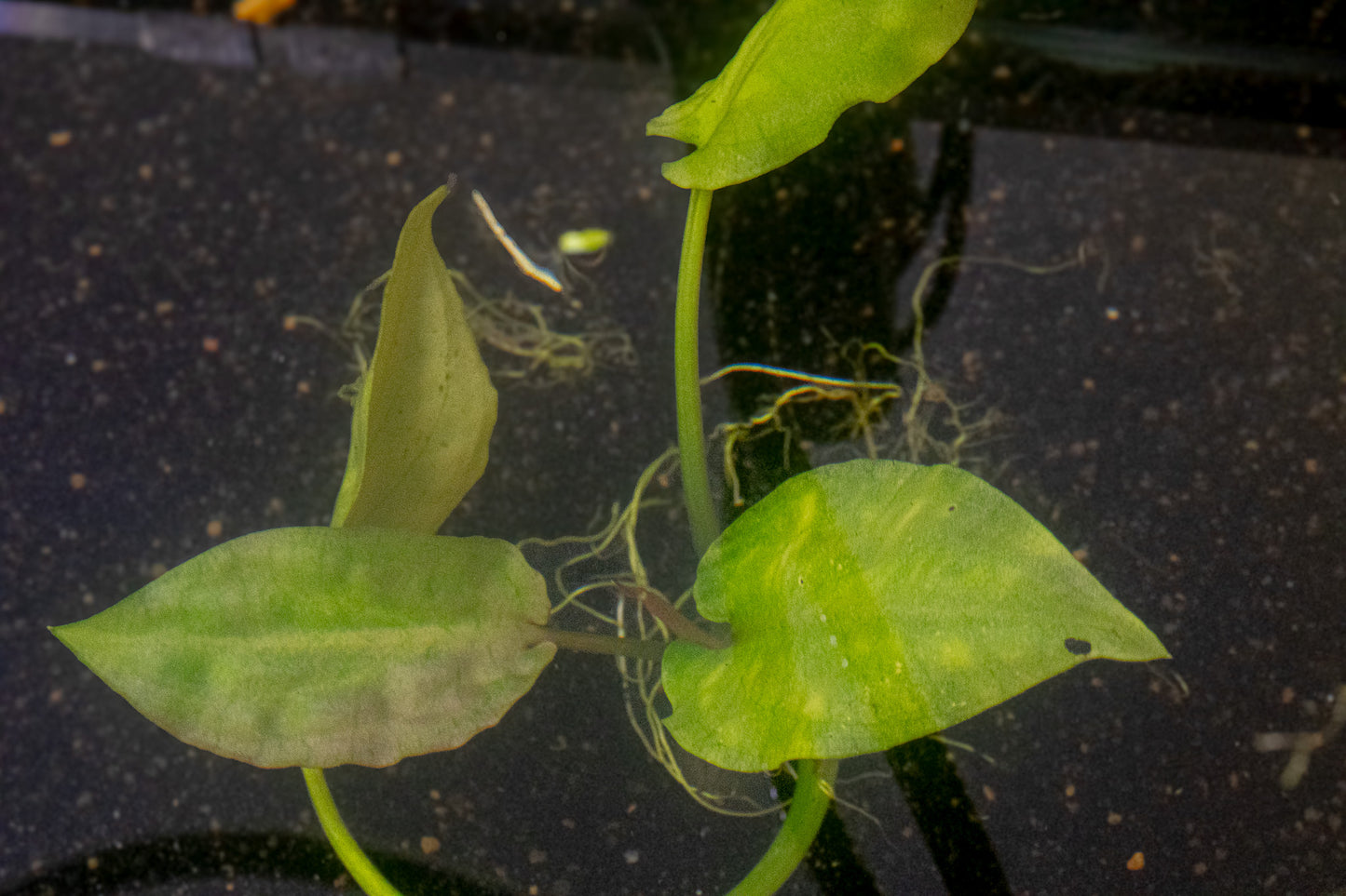 Cryptocoryne pontederiifolia