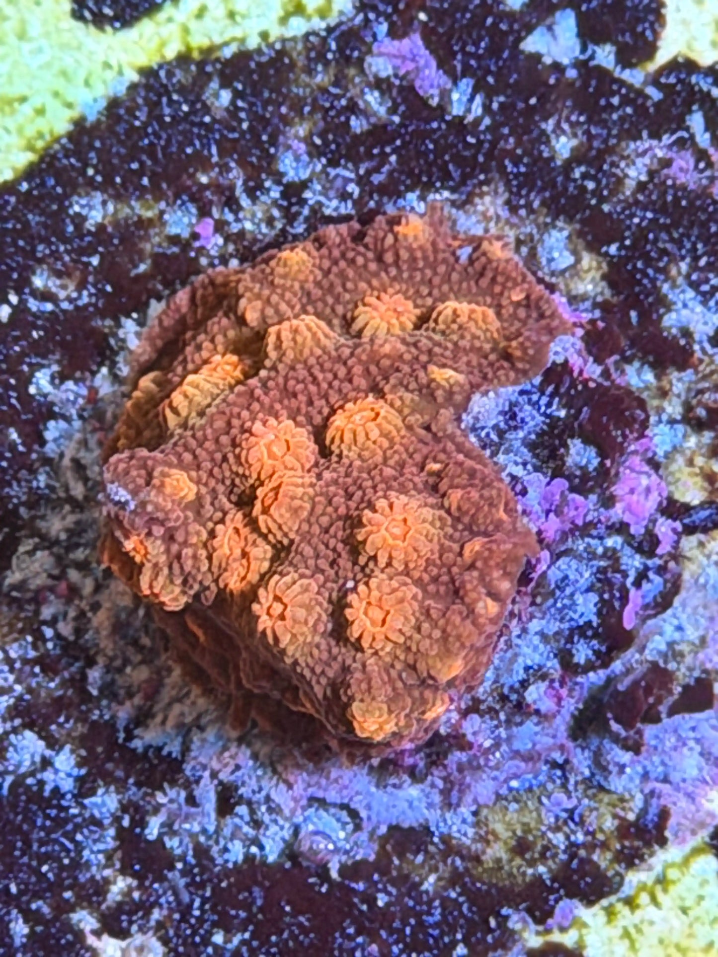 Cyphastrea