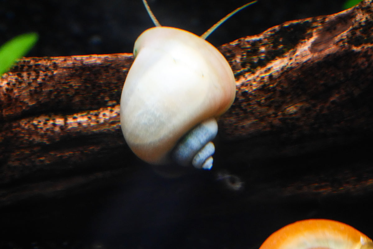 Assorted Mystery Snail