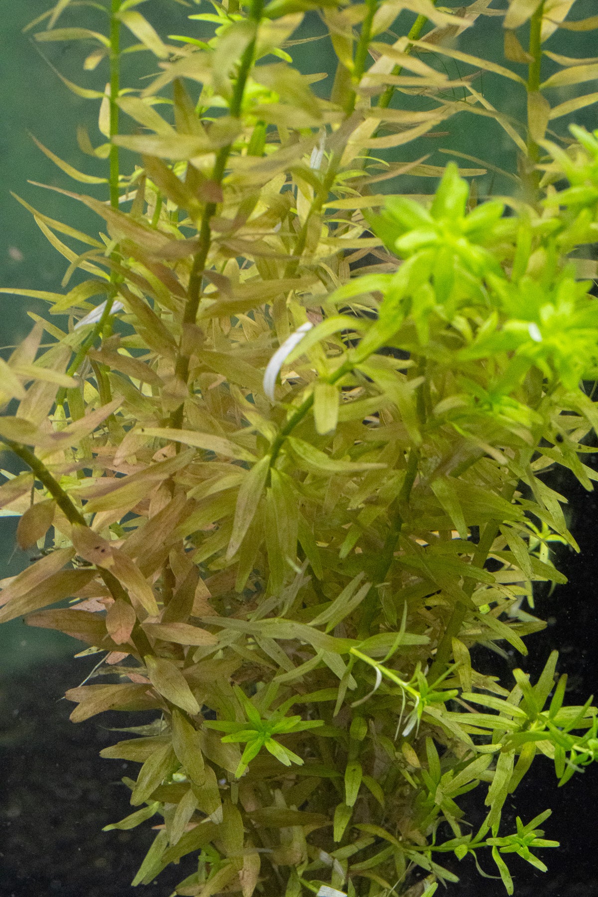 Rotala Rotundifolia