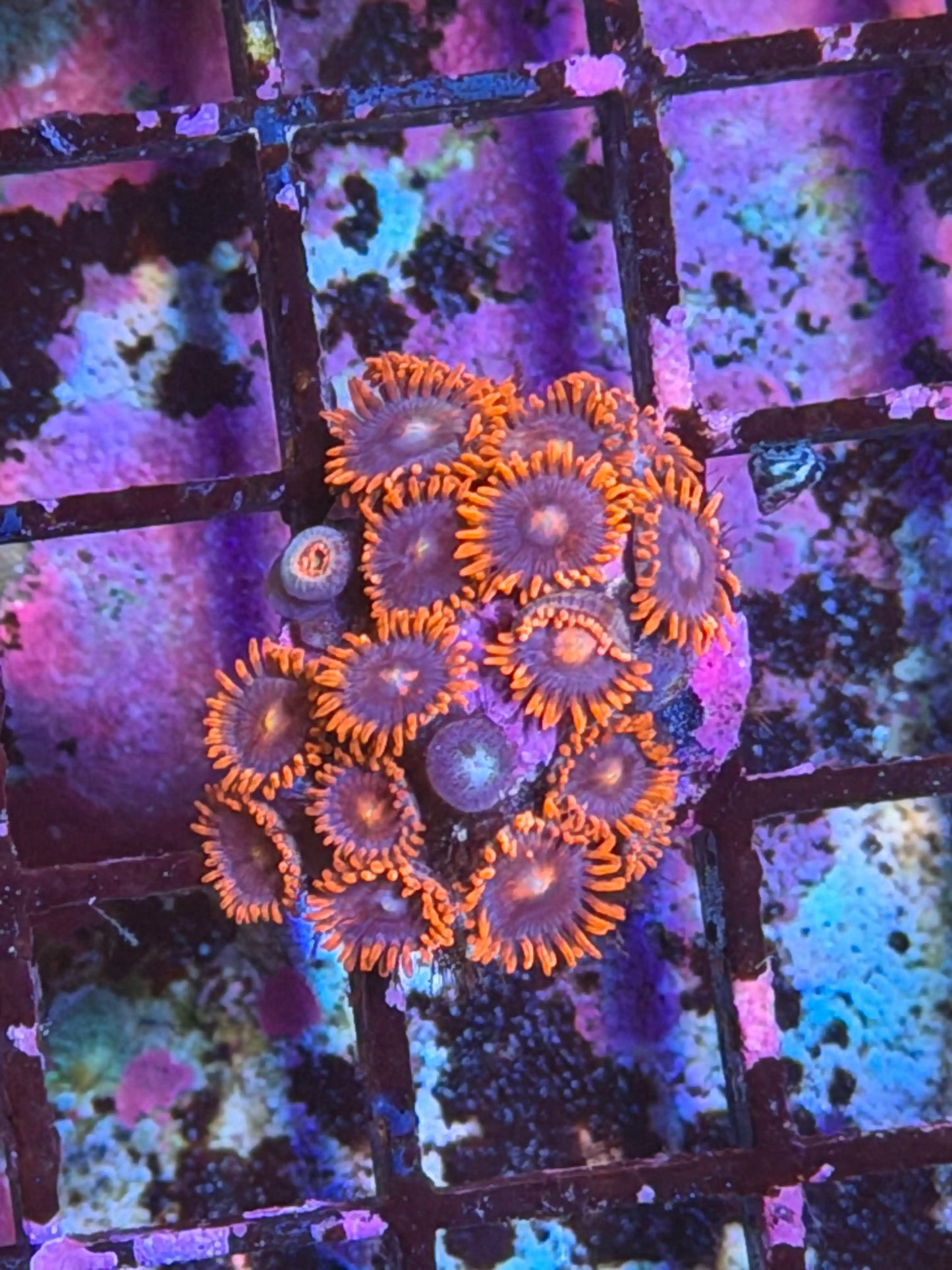 Starscream Zoa
