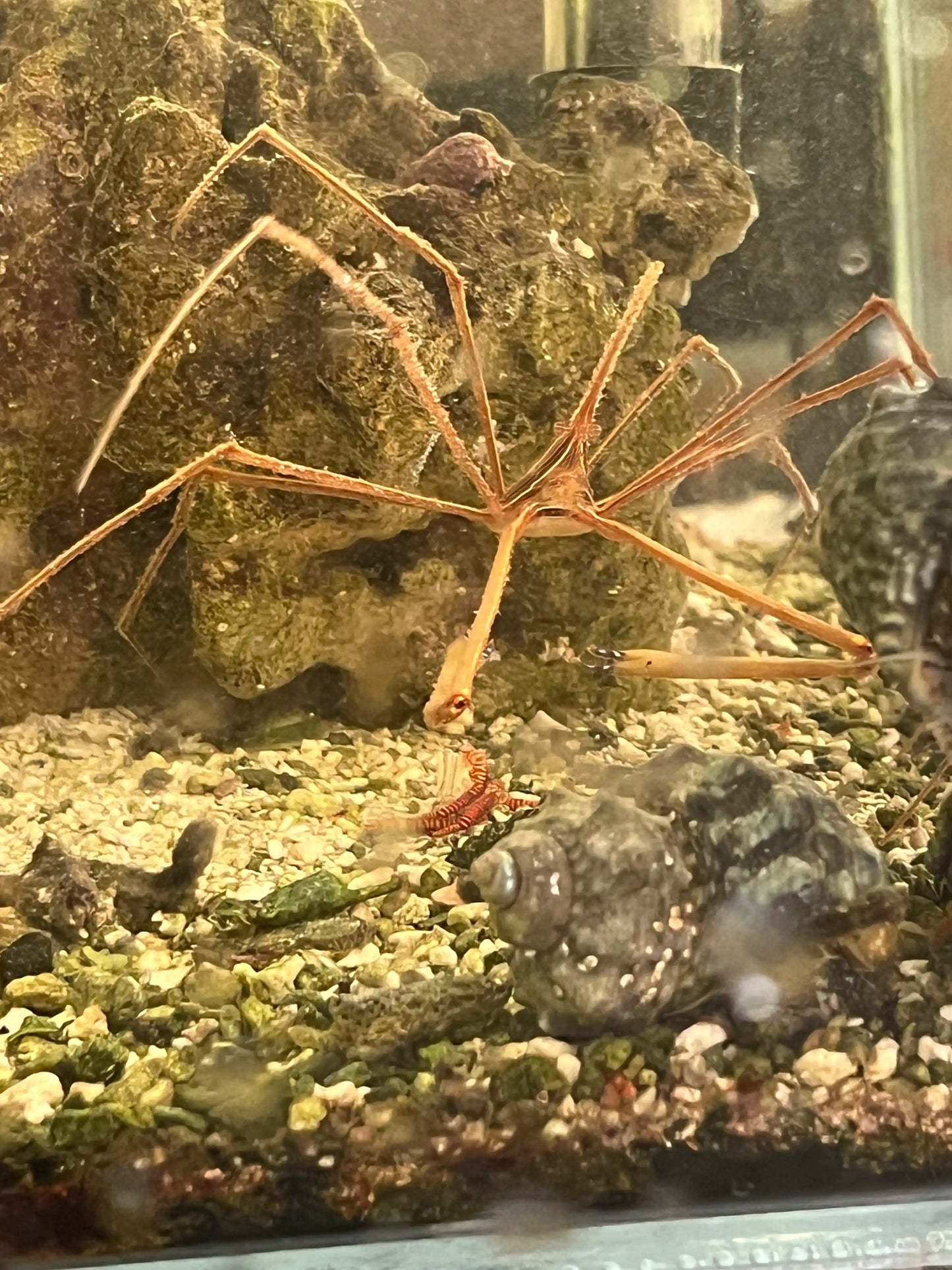 Arrow Crab
