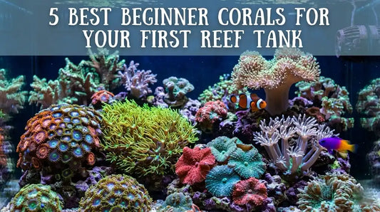 5 Easy Beginner Corals for Your First Reef Tank