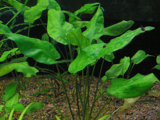 5 Best Low-Maintenance Live Plants for Beginners