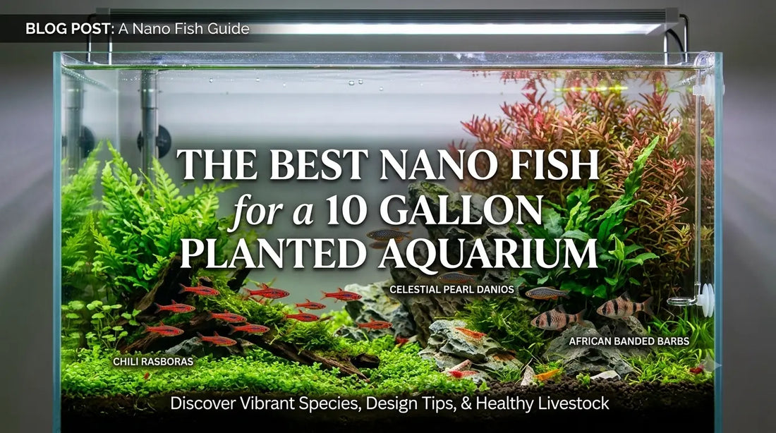 The Best Nano Fish for a 10 Gallon Planted Aquarium