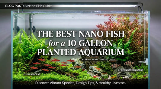 The Best Nano Fish for a 10 Gallon Planted Aquarium