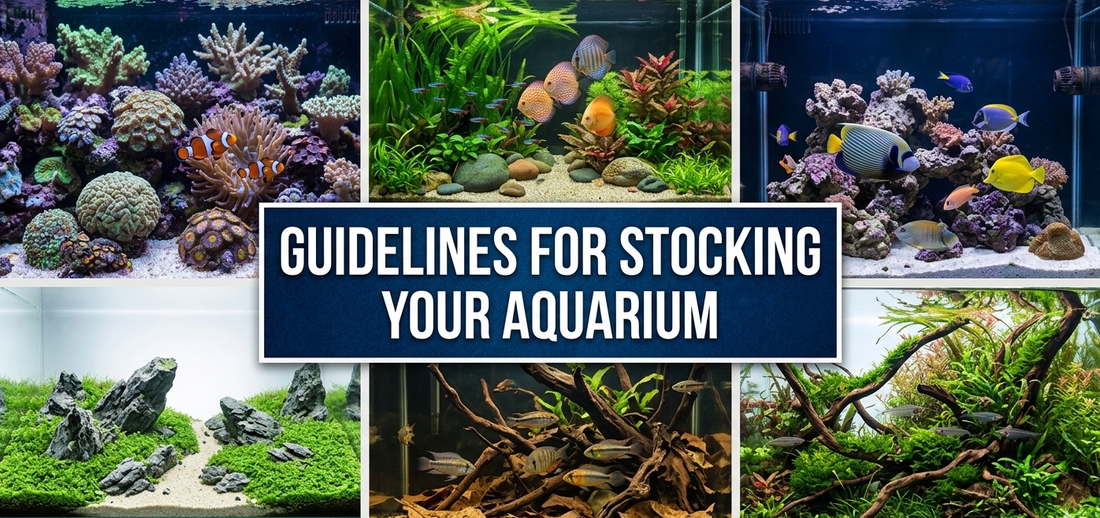 How to Stock Your New Aquarium the Right Way