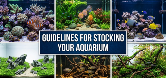 How to Stock Your New Aquarium the Right Way