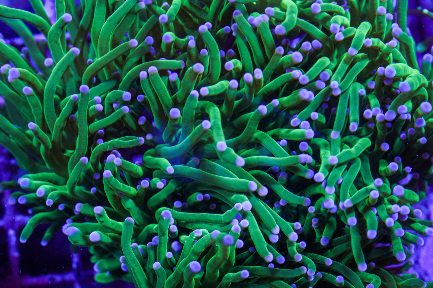 Corals