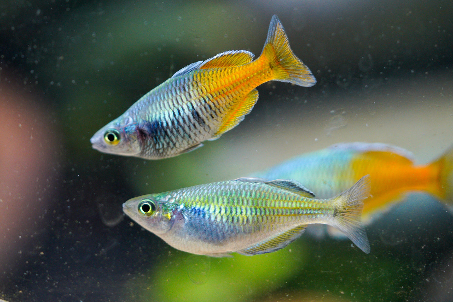 Freshwater Fish