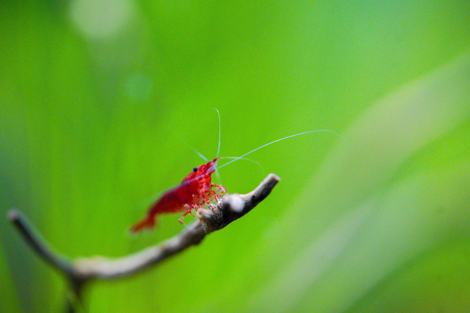 Neocaridina Shrimp