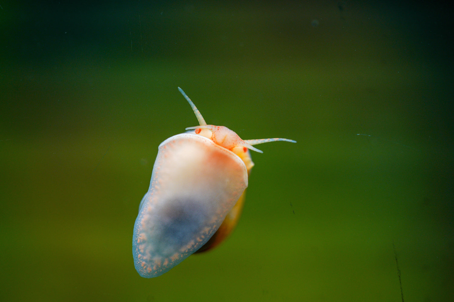 Freshwater Invertebrates