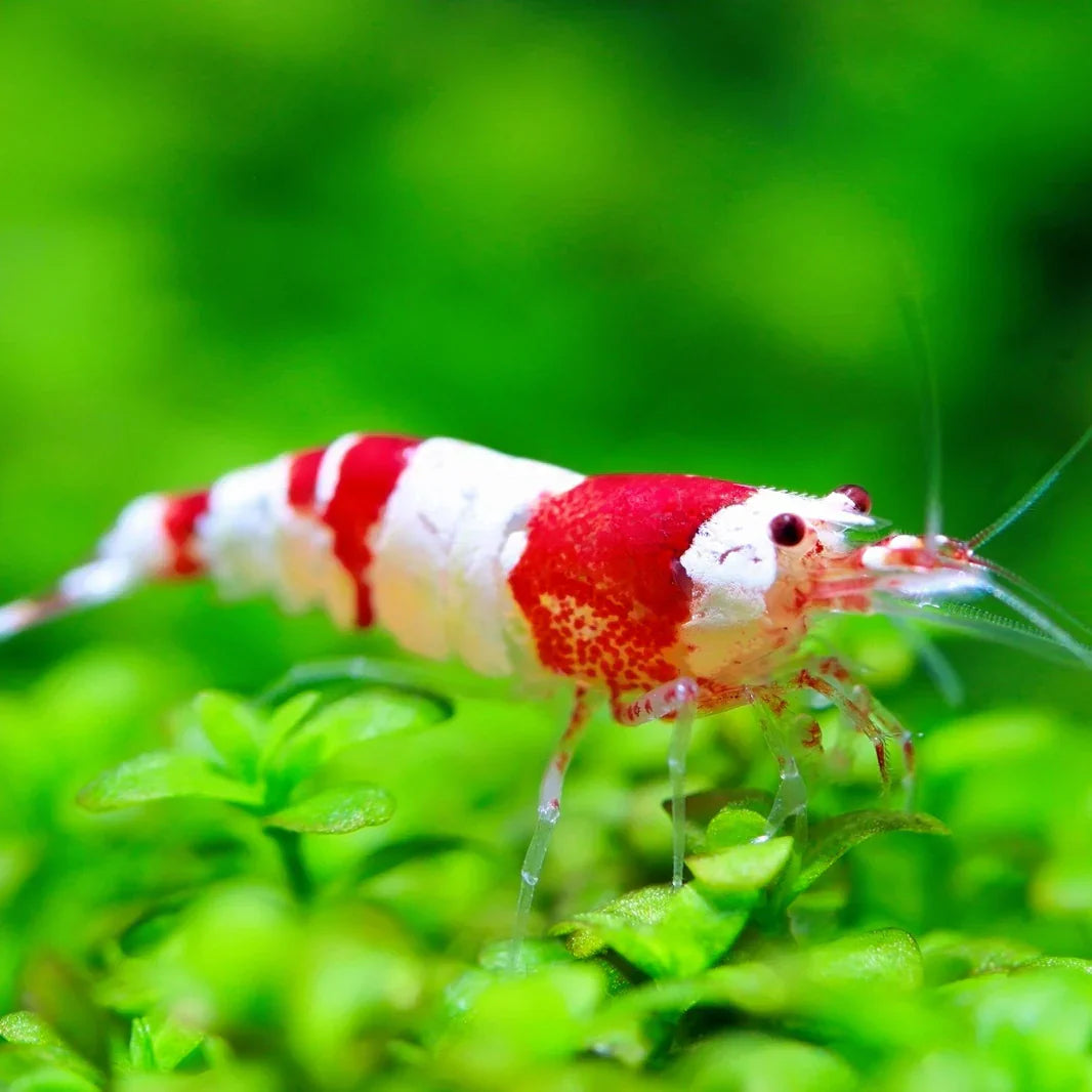 Caridina Shrimp
