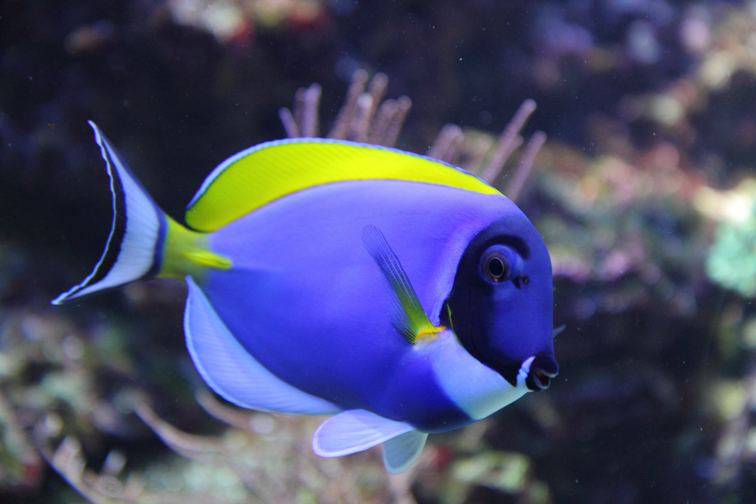 Saltwater Fish