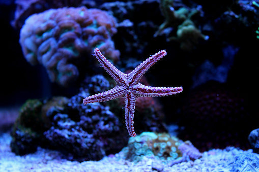 Saltwater Invertebrates