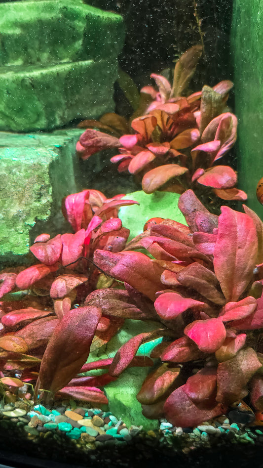 Samolus parviflorus 'red'