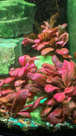 Samolus parviflorus 'red'
