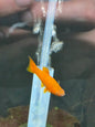 Red velvet swordtail