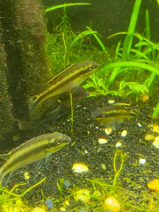 Kribensis cichlid