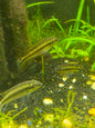 Kribensis cichlid