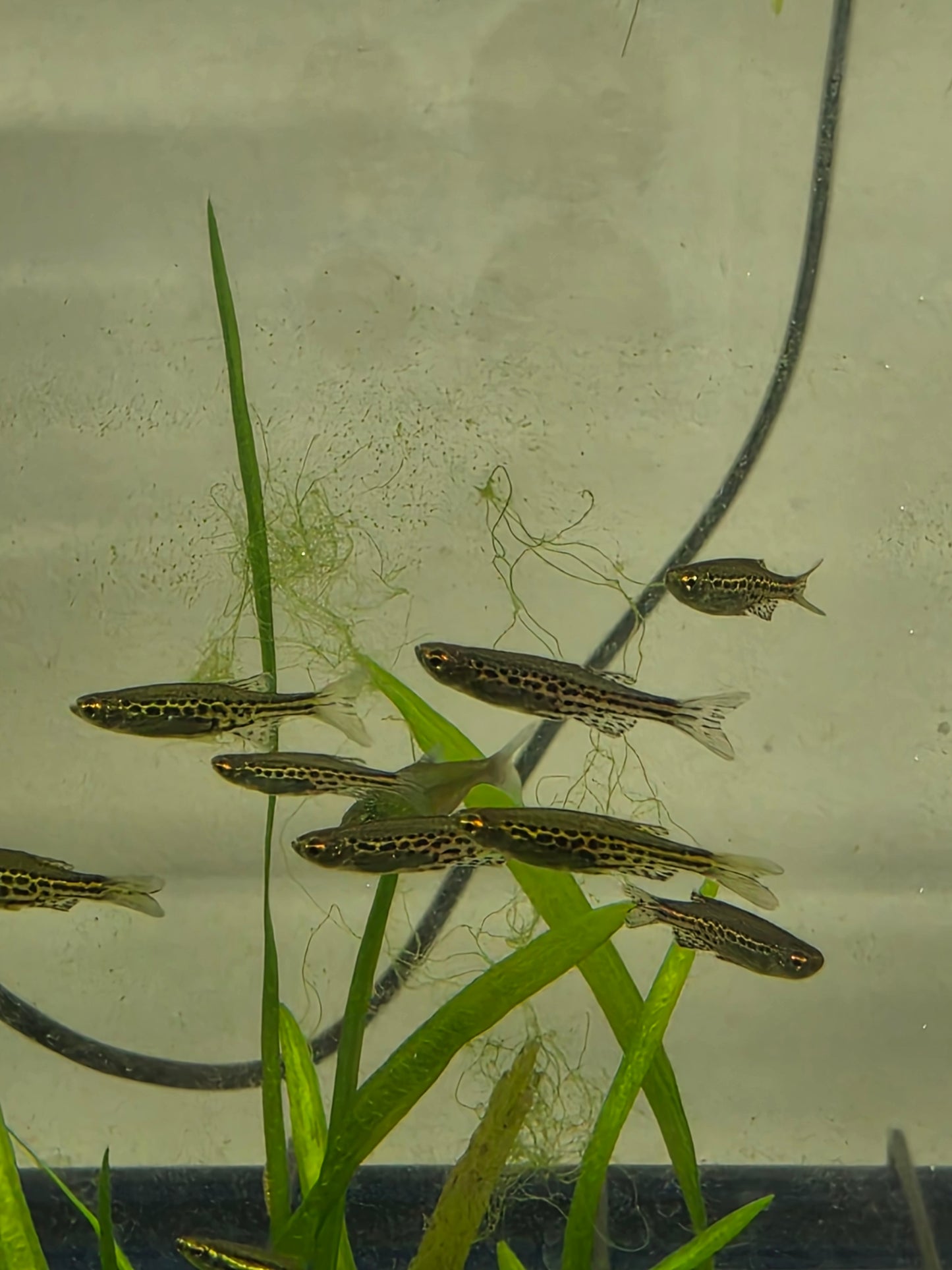 Gold ring danio