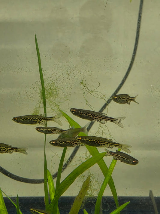 Gold ring danio