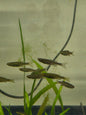Gold ring danio