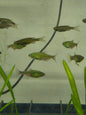 Green fire tetra