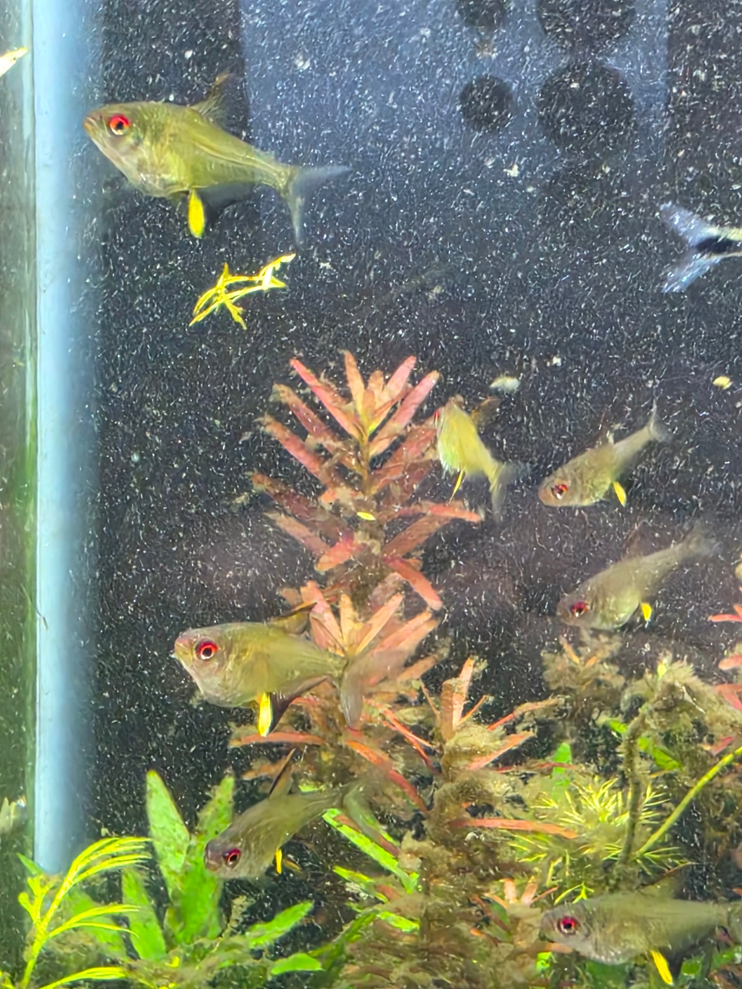 Lemon tetra