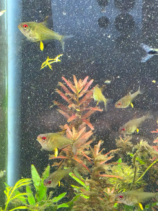 Lemon tetra