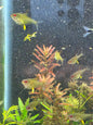 Lemon tetra